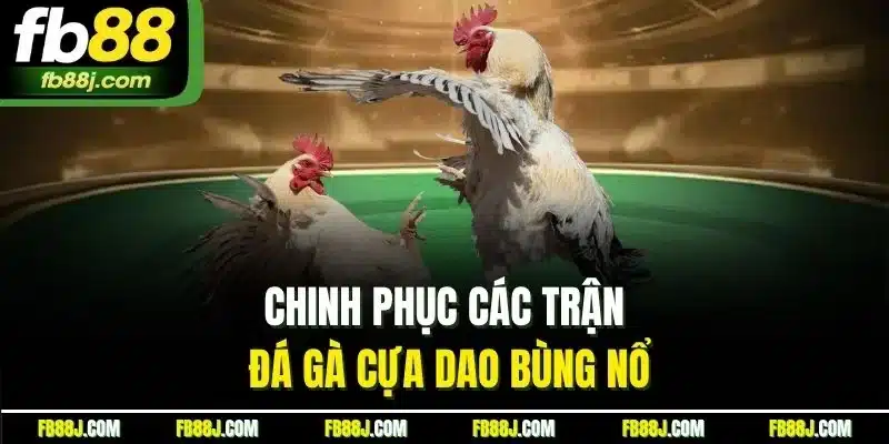 Chinh phục các trận đá gà cựa dao bùng nổ